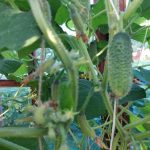 Ce se întâmplă dacă vă udați castraveții după un program, mai degrabă decât după o mentalitate ce-se-intampla-daca-va-udati-castravetii-dupa-un-program.jpg