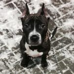 Cum a transformat orașul un vânător într-un nevrotic: psihicul unui câine prins în asfalt cum-a-transformat-orasul-un-vanator-intr-un-nevrotic-psihicul-unui.jpg