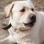 De ce labradorul dvs. mestecă pereții: o defalcare neurologică a unei rase care a fost răsfățată de oameni de-ce-labradorul-dvs-mesteca-peretii-o-defalcare-neurologica-a.jpg