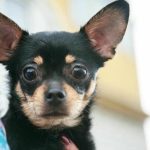 De ce socializarea îi face rău cățelului tău: dezavantajul petrecerii câinilor de-ce-socializarea-ii-face-rau-catelului-tau-dezavantajul-petrecerii.jpg